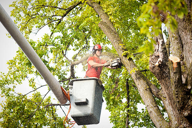 Trusted Vadnais Heights, MN Tree Removal Experts